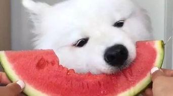 吃瓜萨摩,揭秘网红萨摩耶的爆笑日常