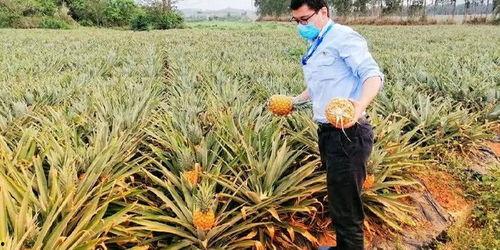 海南吃瓜爆料,揭秘当地美食背后的故事