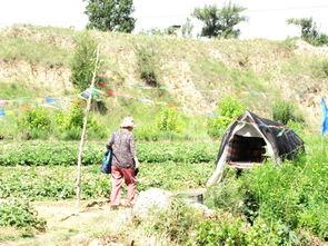 上海公关吃瓜,揭秘吃瓜背后的行业风云