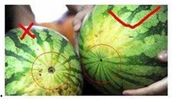 吃瓜不甜的视频